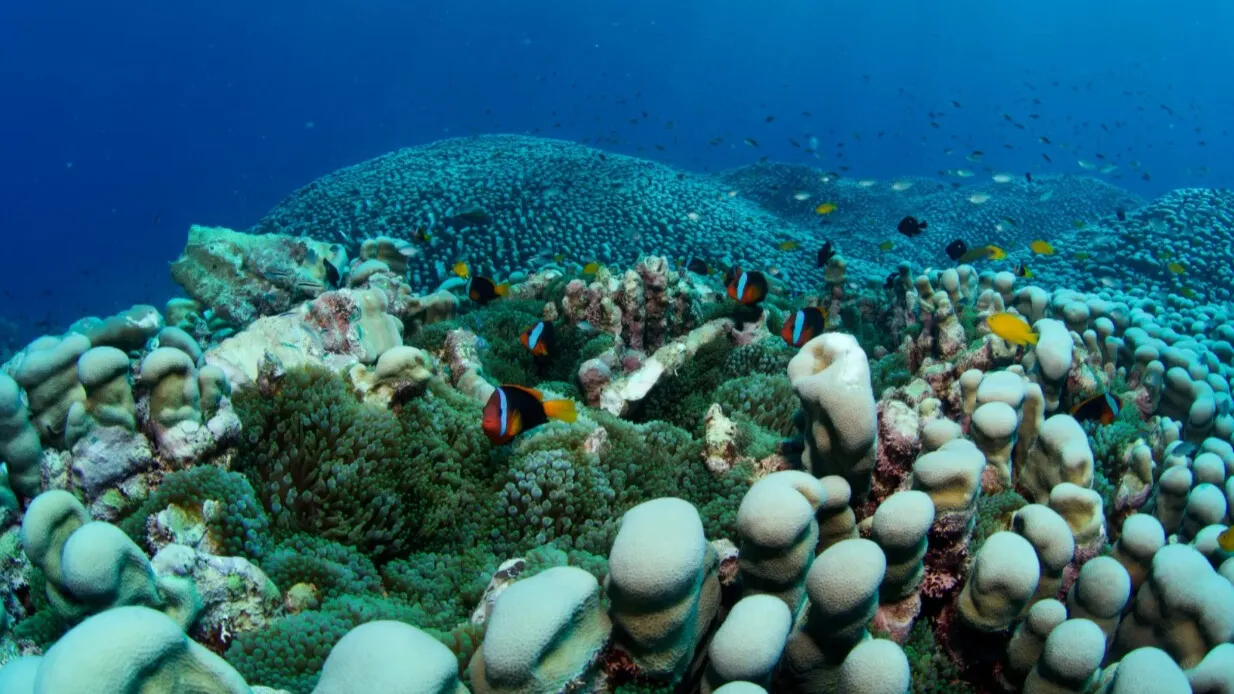 Büyük Set Resifi'nde Tarihi Keşif: Anne ve Kızı Dünyanın En Büyük Mercan Kolonisini Buldu